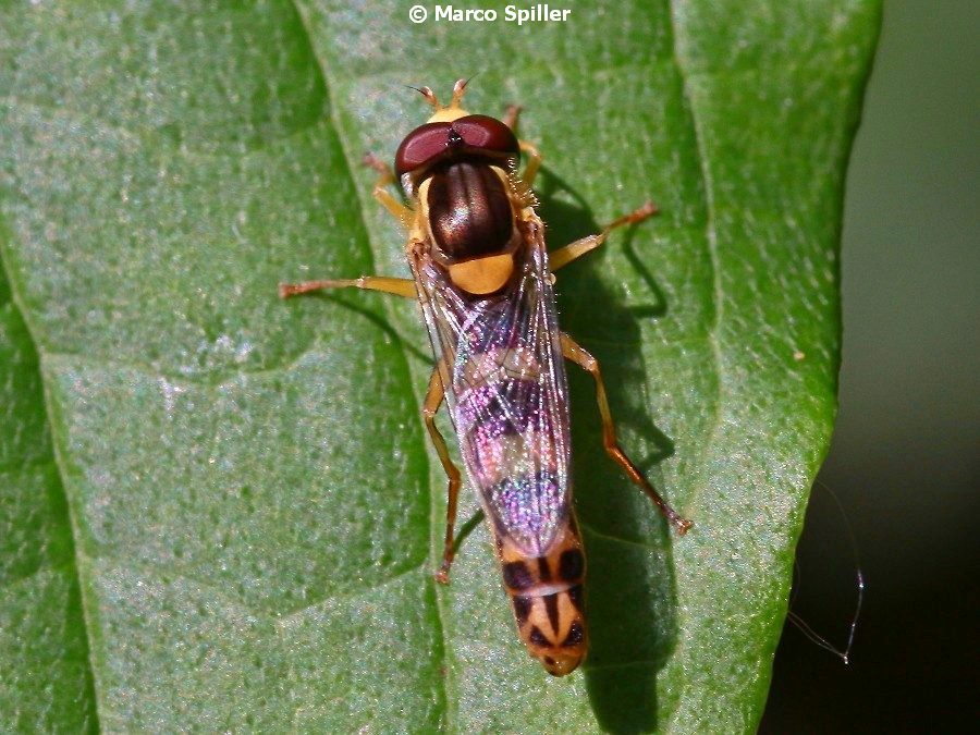Syrphidae: Sphaerophoria scripta, maschio